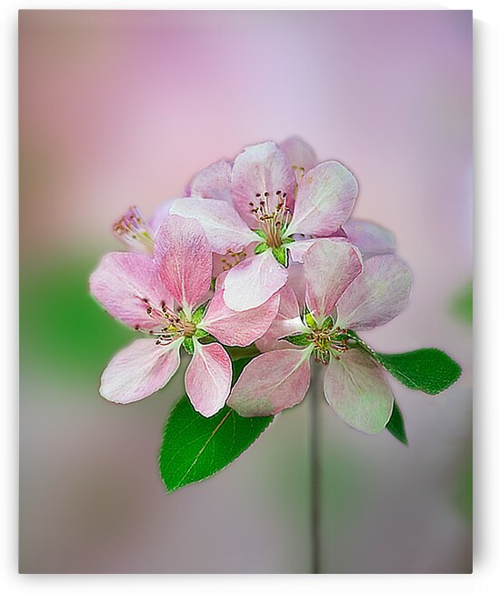 Crabapple Flowers by Joan Han