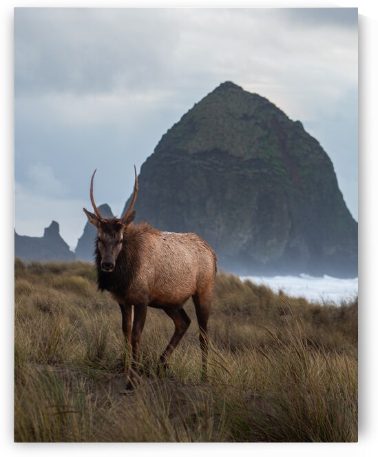 Legend of Haystack Rock by Bill Sewell