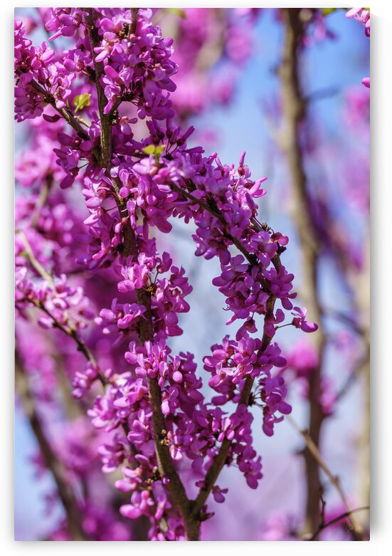 Bent Purple Redbud Branches by Jennifer White