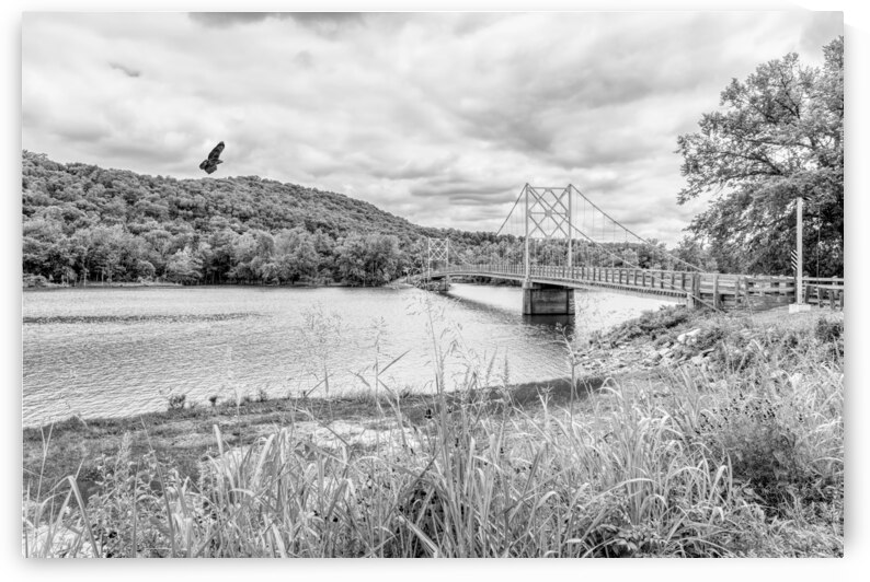 Hawk Over Little Golden Gate Grayscale by Jennifer White