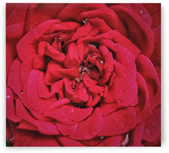 RED ROSE    by rizu_designs