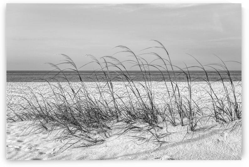 Row Of Sea Oats White Sand Beach Grayscale by Jennifer White