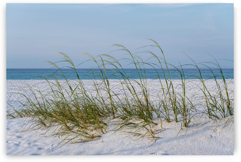 Row Of Sea Oats White Sand Beach by Jennifer White