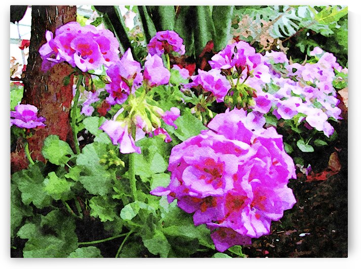 Beautiful watercolor painting of vibrant pink geranium flowers in garden setting by Gestalt Imagery