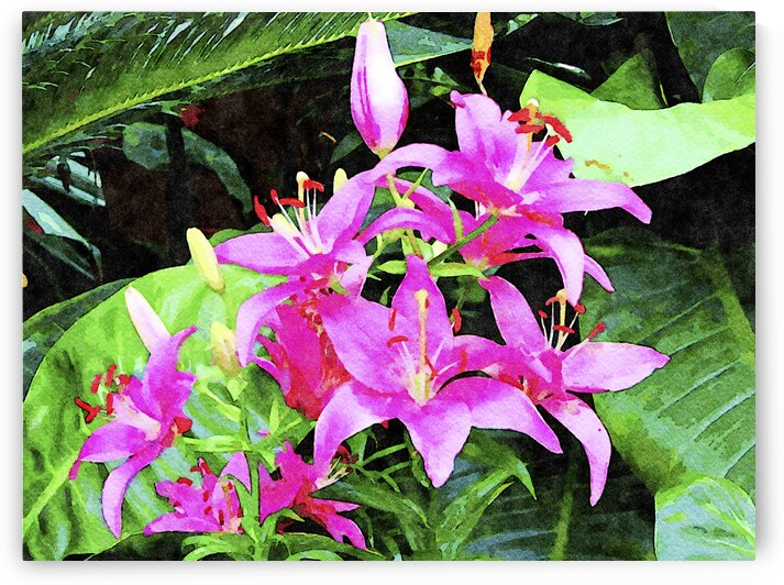 Vibrant pink lilies in a lush green garden setting by Gestalt Imagery