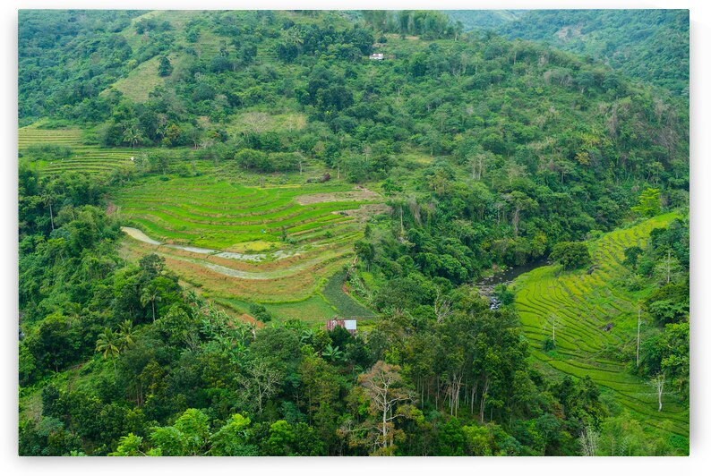 Mountain Rice Fields of Negros Island Emerald Tranquility by Bo Insogna
