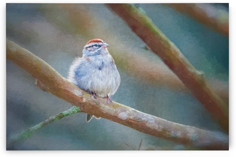 Chipping Sparrow by Ricky A Richardson 
