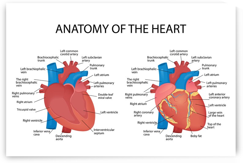 Anatomy of the heart by Point Art