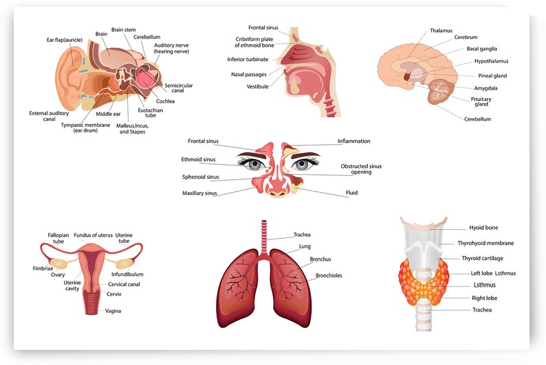Internal human body organs by Point Art