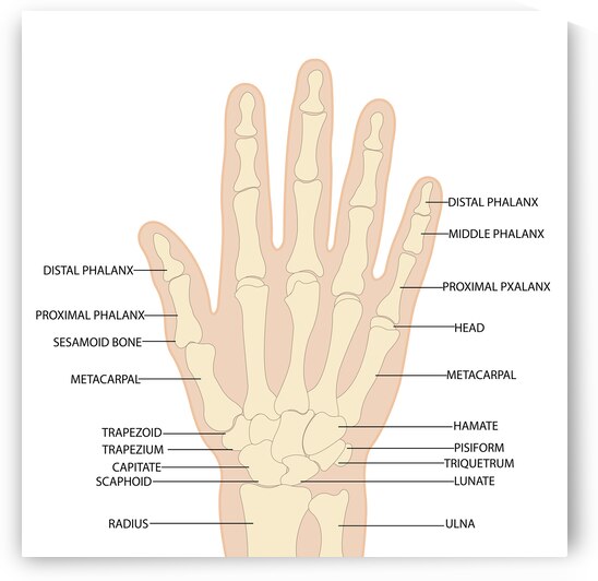 Human hand anatomy  by Point Art