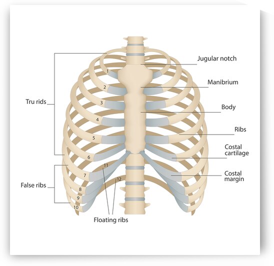 Human chest anatomy by Point Art
