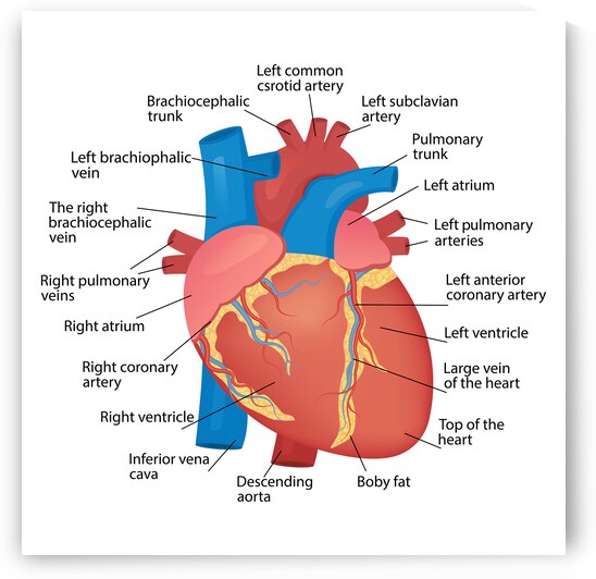 Anatomy of the human heart by Point Art