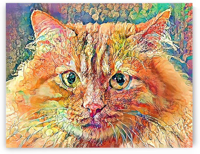 Josie The Yellow Tabby Cat by HH Photography of Florida