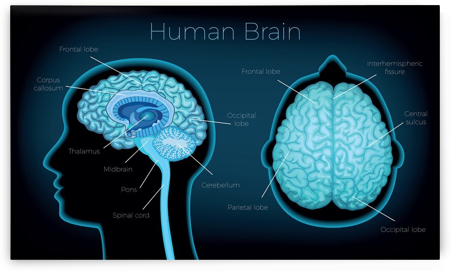 Human Brain by Point Art