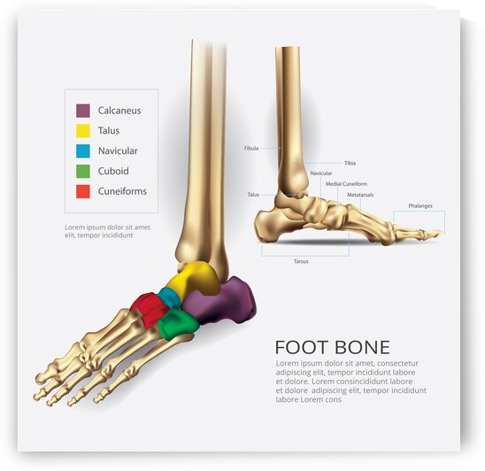 Foot Bone by Point Art