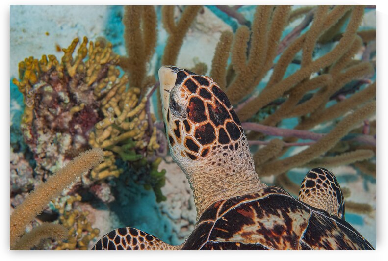 Close Up of a Hawksbill Sea Turtle by Ken Desloover