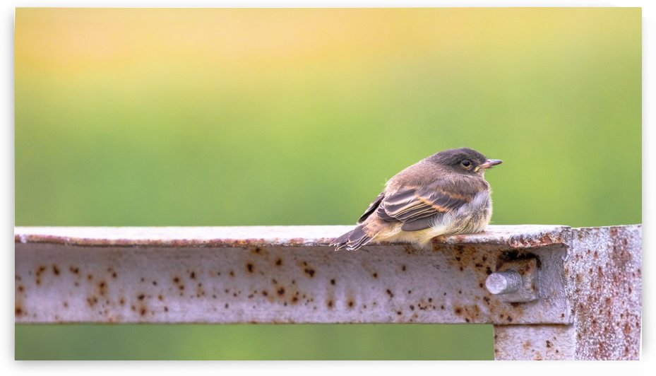 Fledgling Eastern Phoebe by Joe Riederer