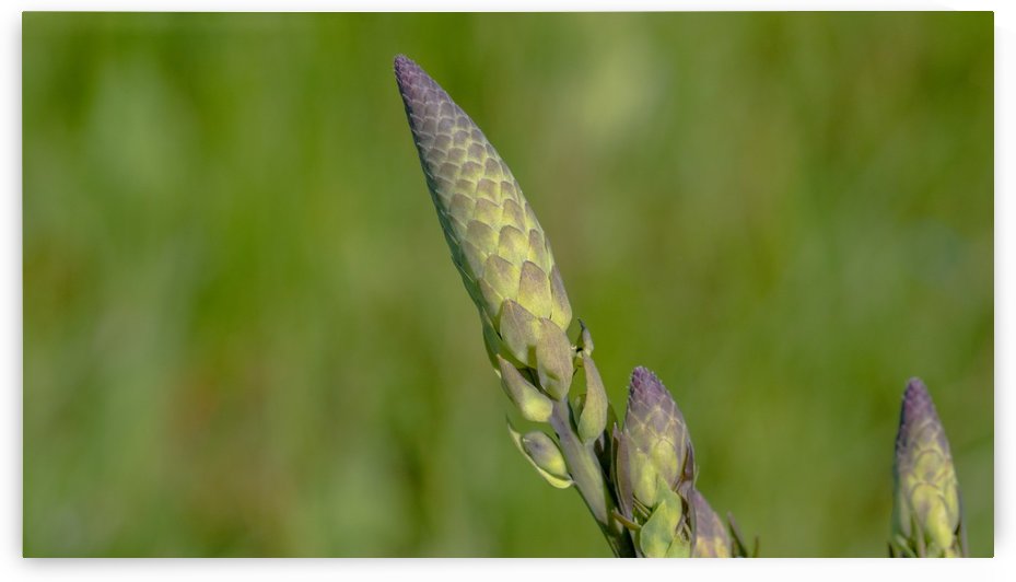 Baptisia Bud in June by Joe Riederer