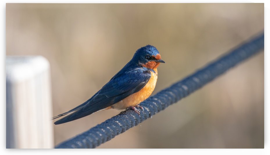 Barn Swallow on Rope by Joe Riederer