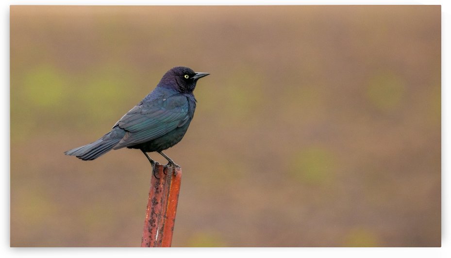 Brewers Blackbird on Post by Joe Riederer