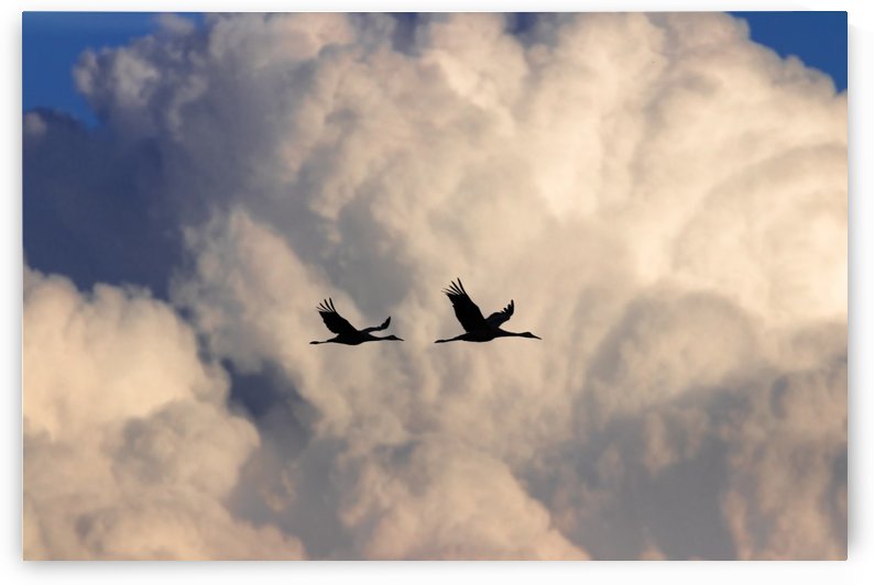 Sandhill Cranes in Cumulus Clouds by Joe Riederer