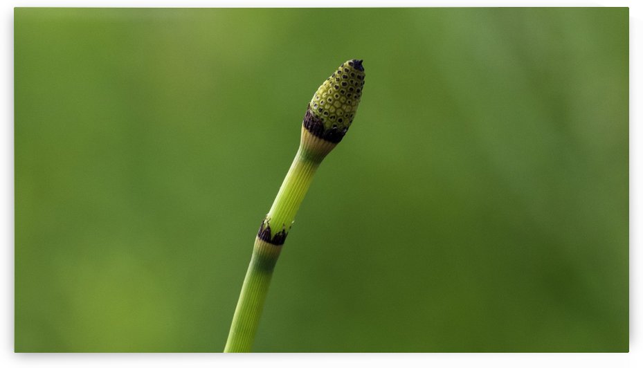 equisetum horsetail by Joe Riederer