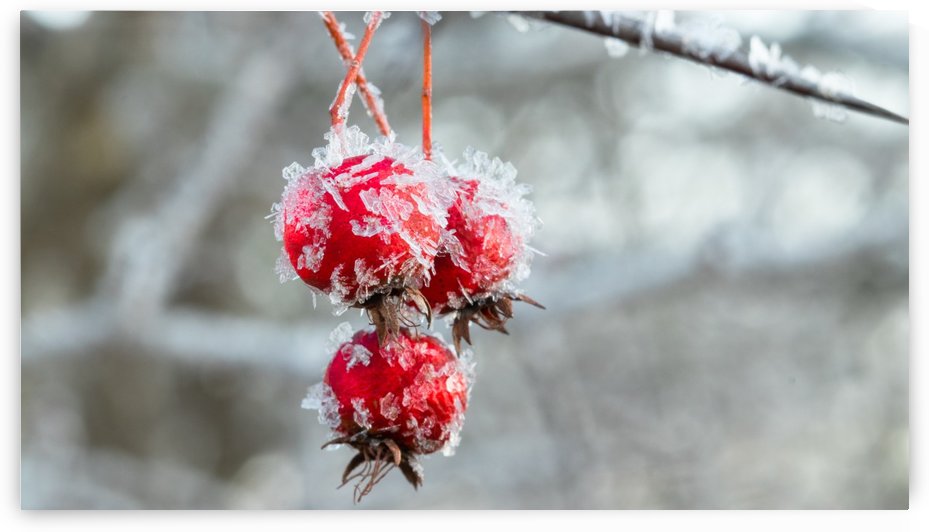 frosted hawthorn fruit by Joe Riederer