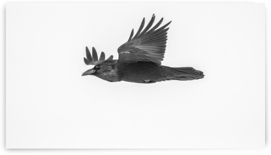 Common Raven by Joe Riederer