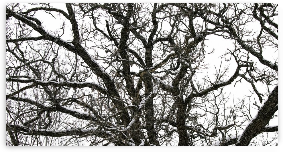 snowy tree by Joe Riederer