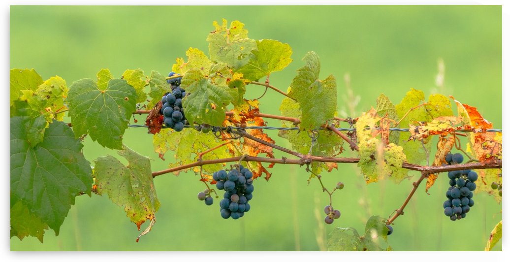 Wild Grapes on fence by Joe Riederer