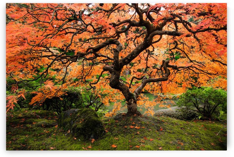 autumn bliss by Jongas Photo