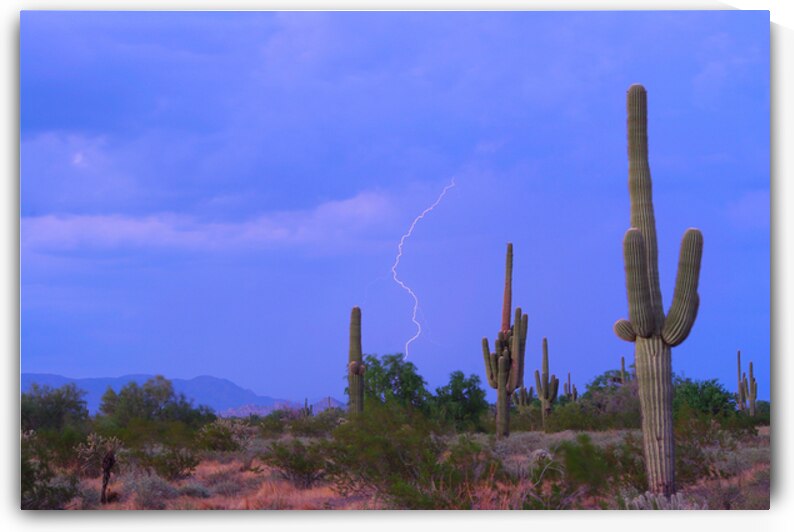Southwest Sonoran Desert Lightning Strike by Bo Insogna