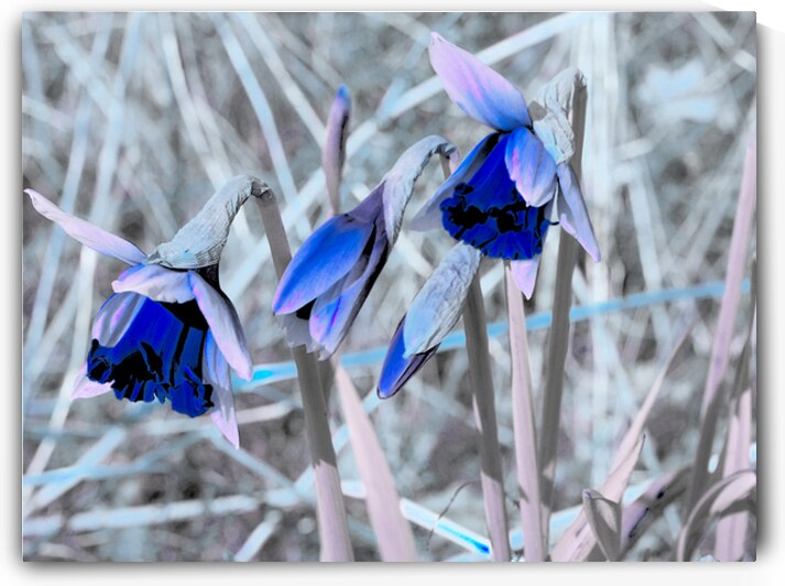 Blue Surreal Daffodils                                                                                                                      by Catriona Roberts Nature Photography and Designs