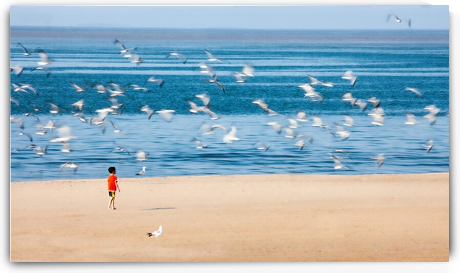 Boy and Gulls by Mark Schacter