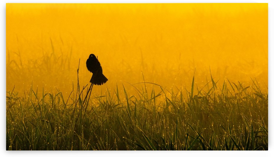 Redwing in Fog by Joe Riederer