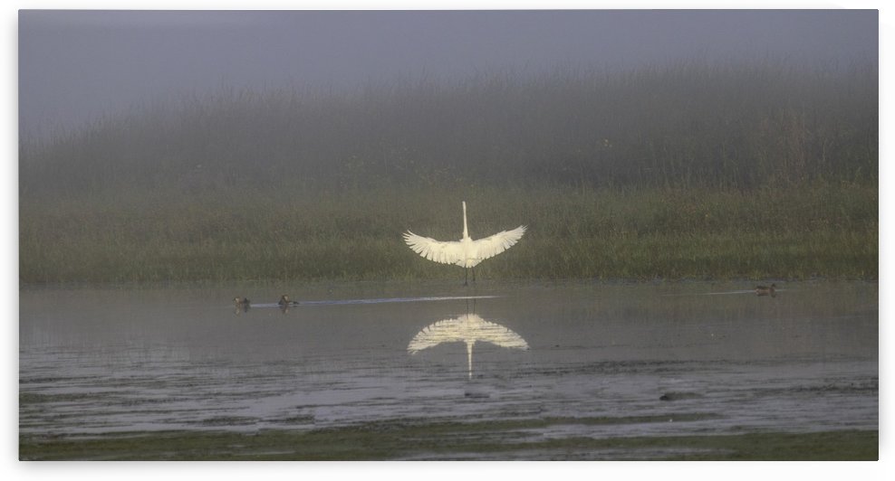 wingspread by Joe Riederer