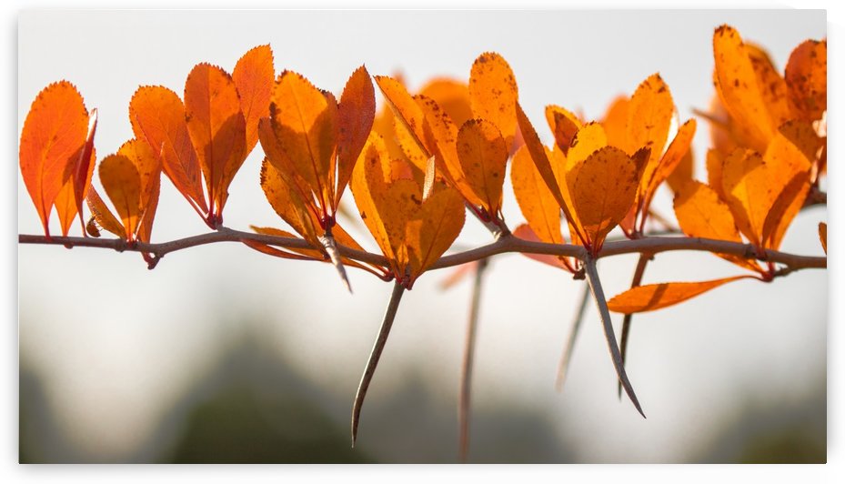 Hawthorn in fall with ladybug by Joe Riederer