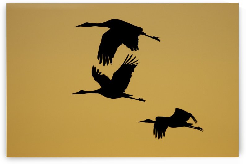 3 Sandhill cranes in silhouette by Joe Riederer