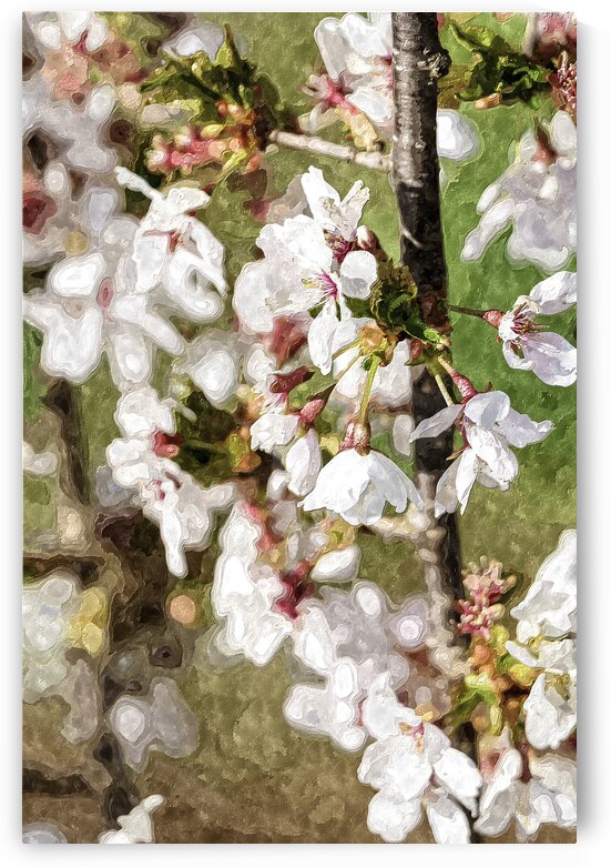 White Weeping Cherry Blossoms Painterly by Jennifer White