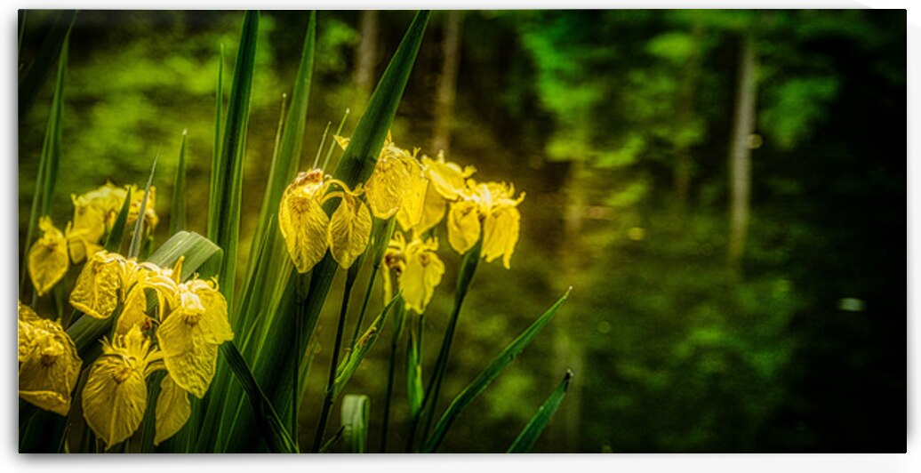 Sun Kissed Blooms: Michaux Forests Yellow Flowers by Small Pond by Dream World Images
