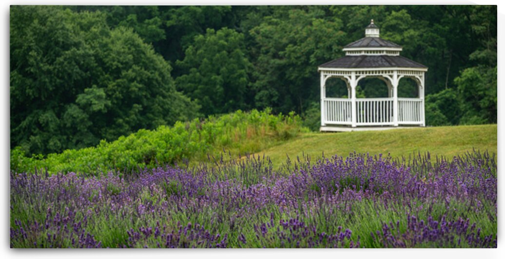 Lavender Gazebo by Dream World Images