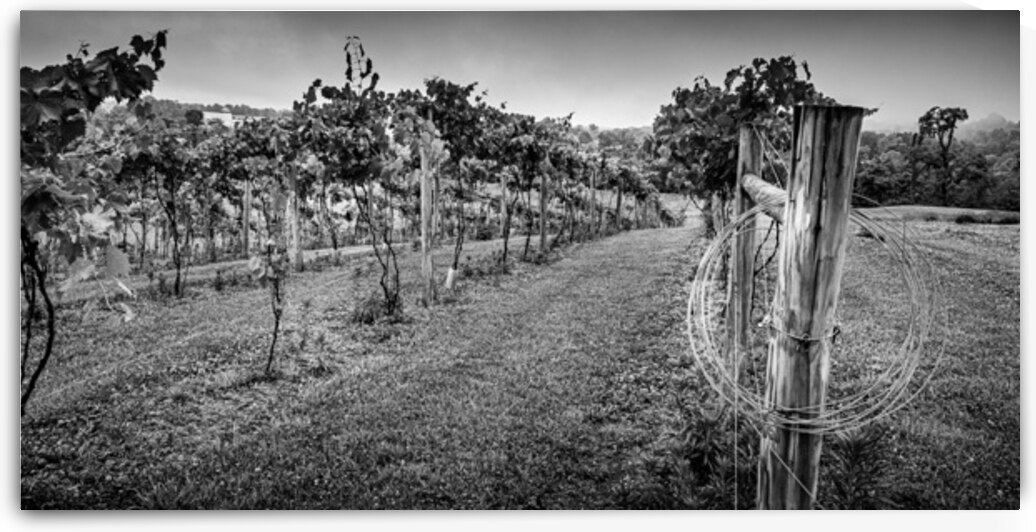 Extra wire by Dream World Images