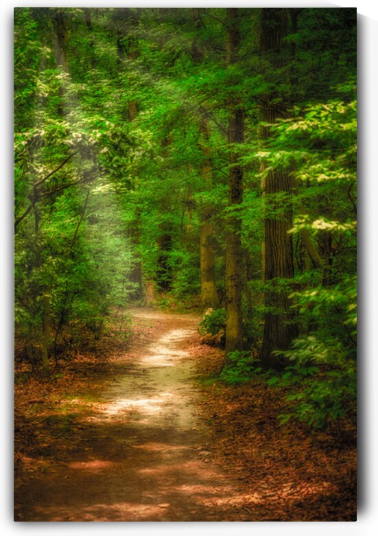 Solitary Trails: Rays on a Path at Killens Pond State Park by Dream World Images
