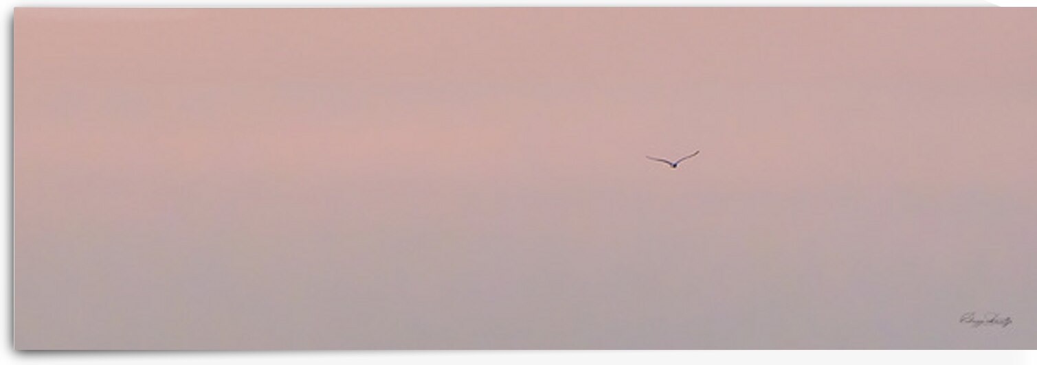 Silent Wings Unbound by Gregg Lantz