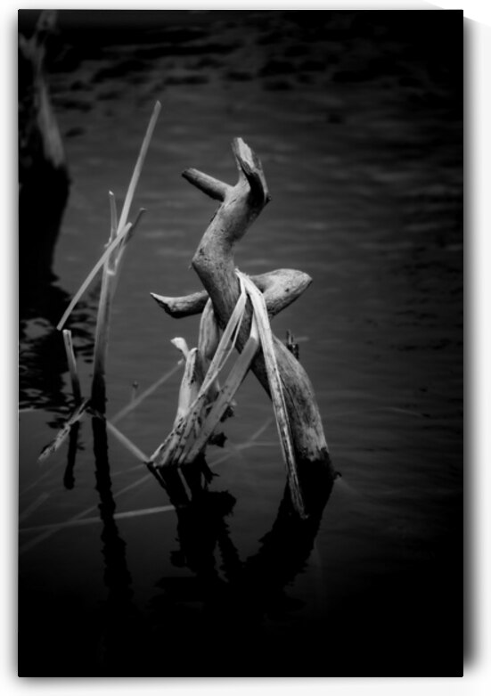 Serene Sylvan Lake: A Tale of Resilience and Reflection by Dream World Images