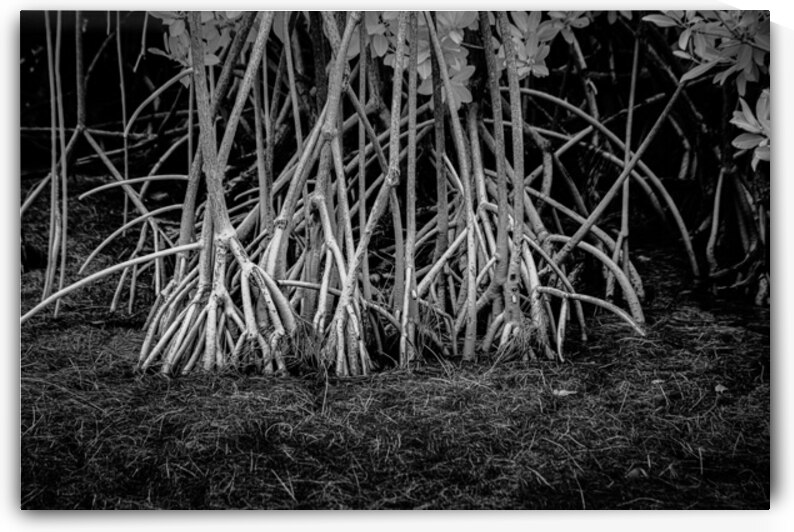 Enchanting Mangrove Tapestry: A Dance of Light and Shadows by Dream World Images