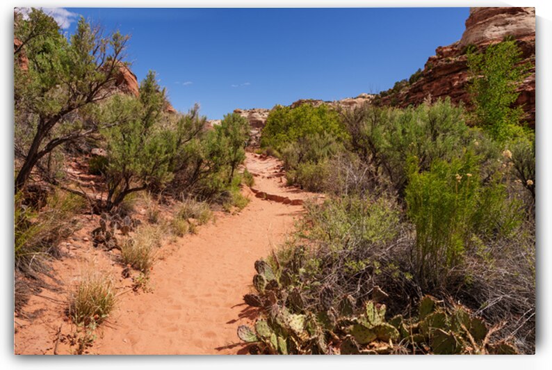 Pathway Through Grand Staircase Escalante by Jennifer White