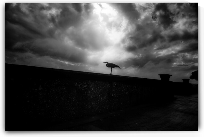 Rainy Day Stroll: Capturing Serenity with a Silhouetted Bird in  by Dream World Images