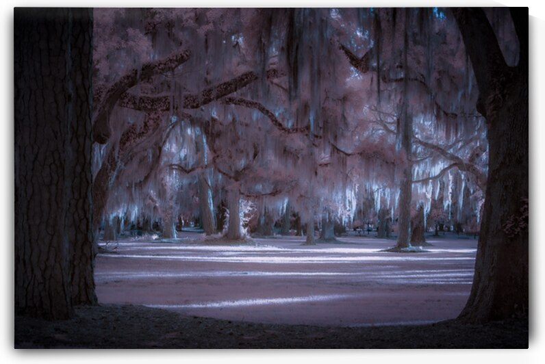 Shadows Cast by Enchanted Light by Dream World Images