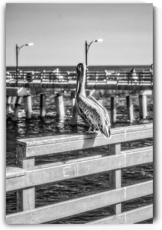 Oceans Guardian: Black and White Infrared Capture of Pelican on  by Dream World Images